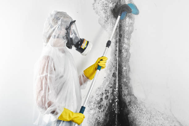 Best HVAC Mold Inspection and Cleaning  in Kingston, WA