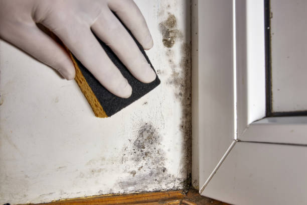 Best Water Damage & Mold Remediation  in Kingston, WA